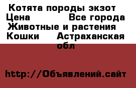 Котята породы экзот › Цена ­ 7 000 - Все города Животные и растения » Кошки   . Астраханская обл.